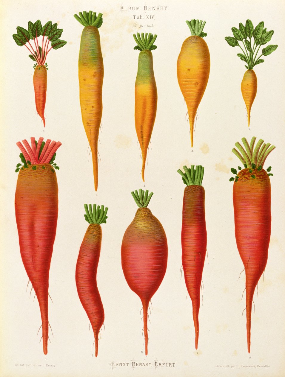 Zanahorias y nabos: del "Album Benary" Tab. XIV de Guillaume Severeyns