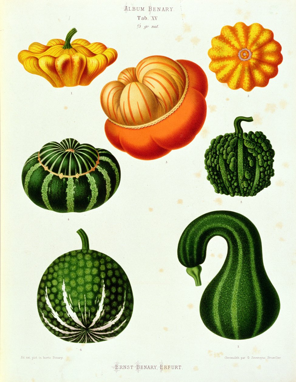 Marrows: del "Album Benary" Tab. XV de Guillaume Severeyns