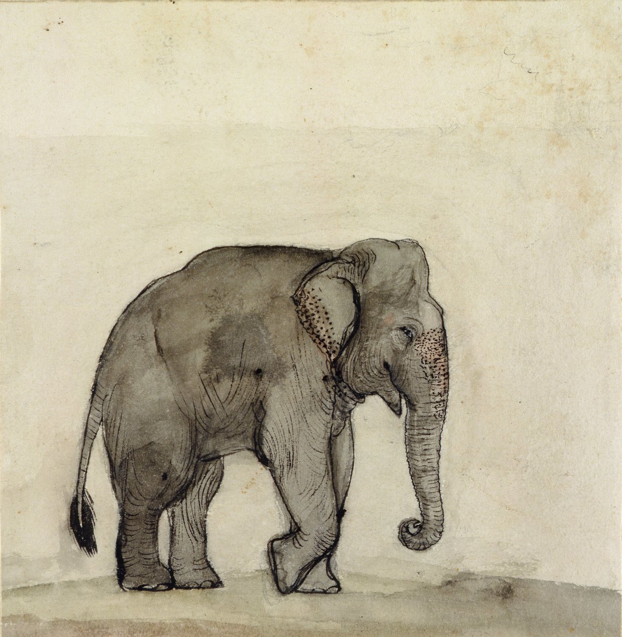 Elefante, c.1790 de Gungaram Tambat