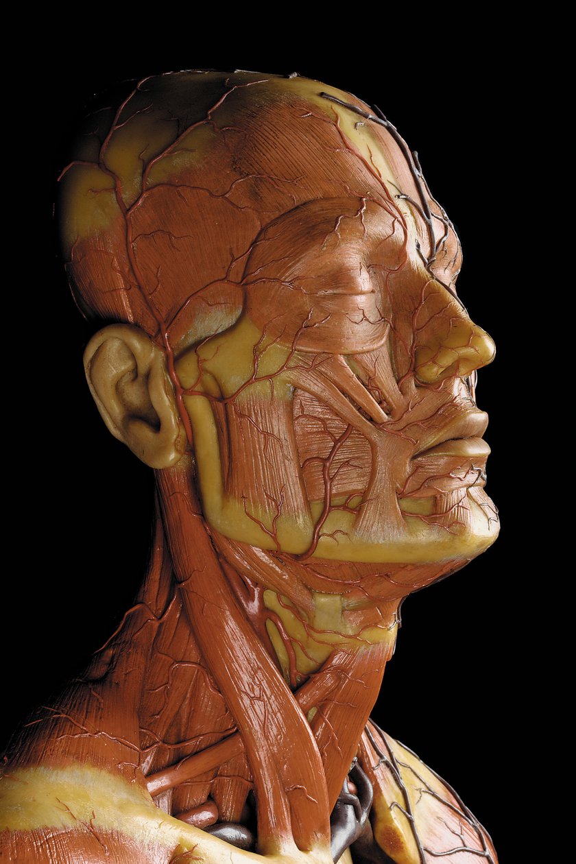 (detalle) de un modelo anatómico masculino ecorché, mostrando músculos, arterias y venas, la circulación y el sistema nervioso (cera) de Gustav Zeiller