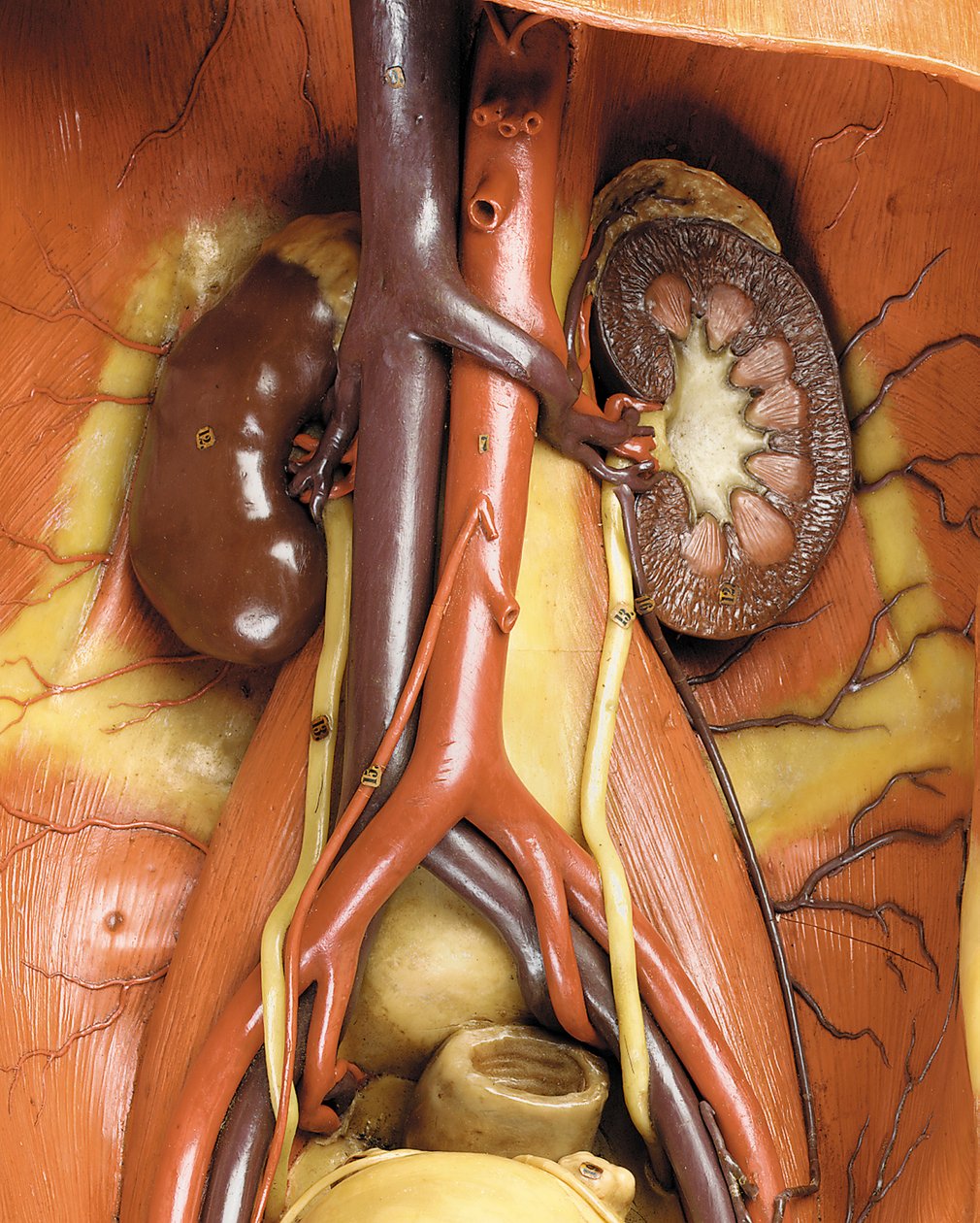 (detalle) de un modelo anatómico masculino ecorché, mostrando músculos, arterias y venas, la circulación y el sistema nervioso (cera) de Gustav Zeiller