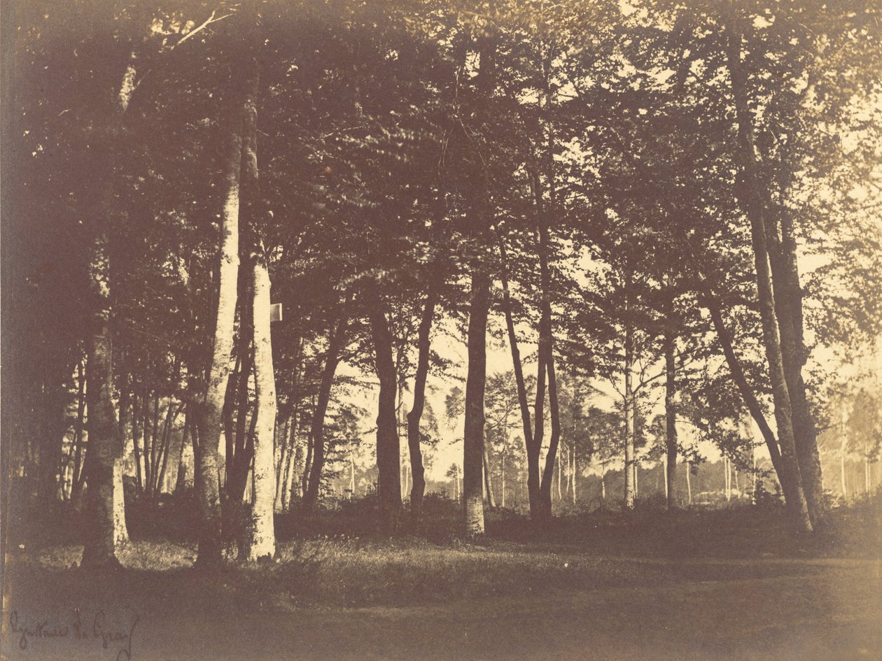 Estudio de árboles y caminos de Gustave Le Gray
