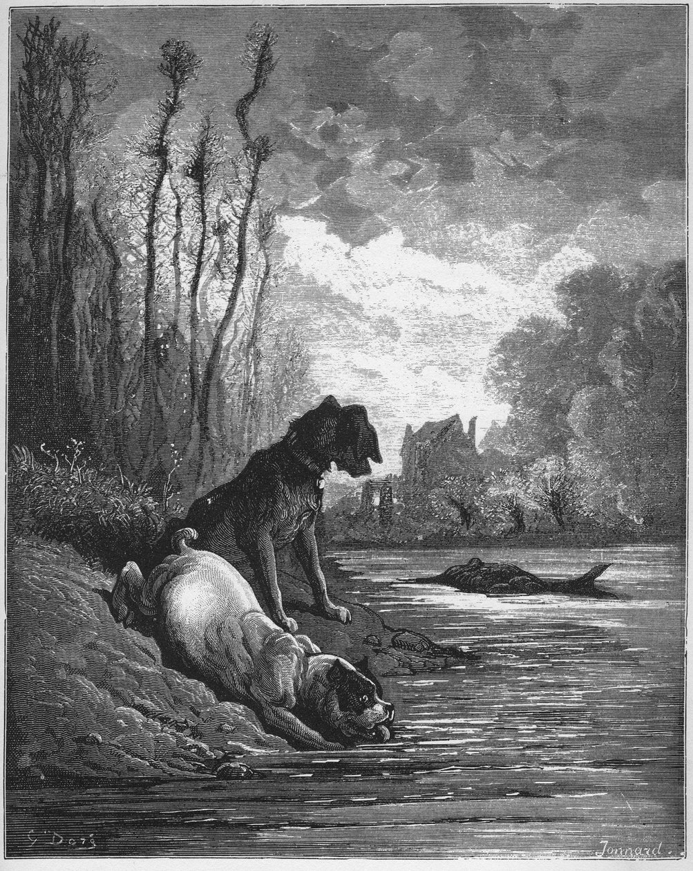 Los dos perros y el burro muerto - de 