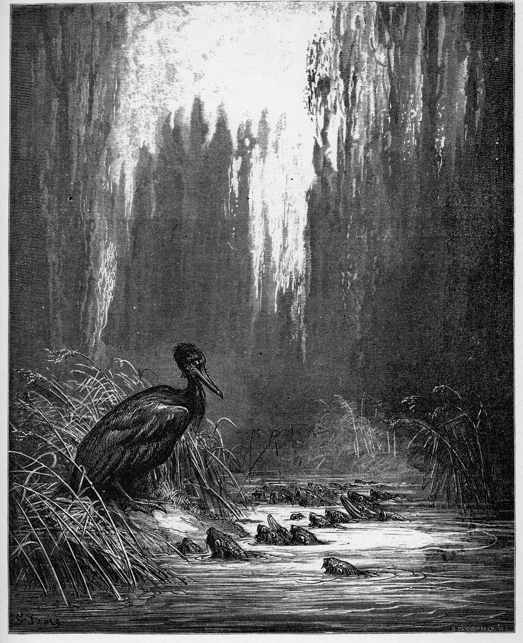 El pez y el cormorán - de 