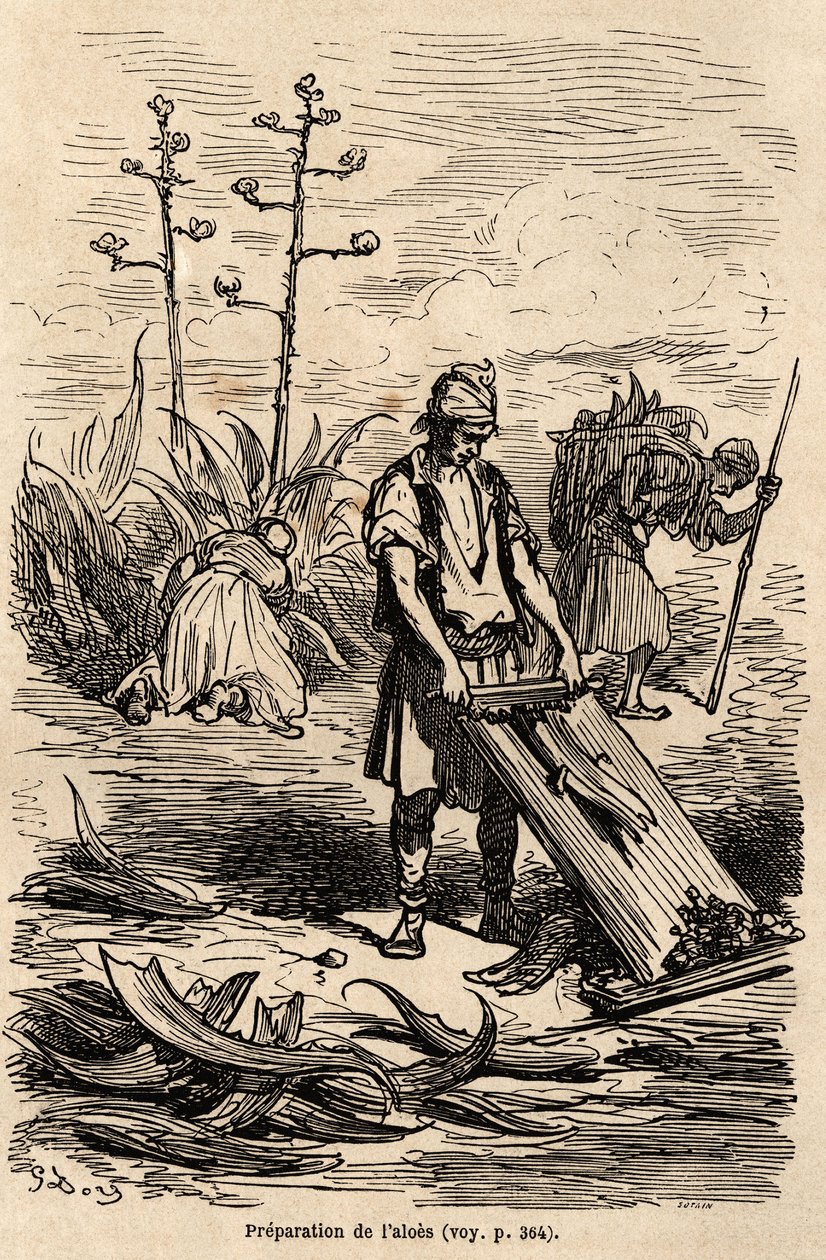 Preparación de Aloe o agave de América, para quitar cuerdas usadas para arneses de caballos, hojas usadas para hacer cercas de campo, dibujo de Gustave Doré (1832-1883), para ilustrar su viaje a España con C. Davillier en 1862. Grabado en "Le tour du monde de Gustave Dore
