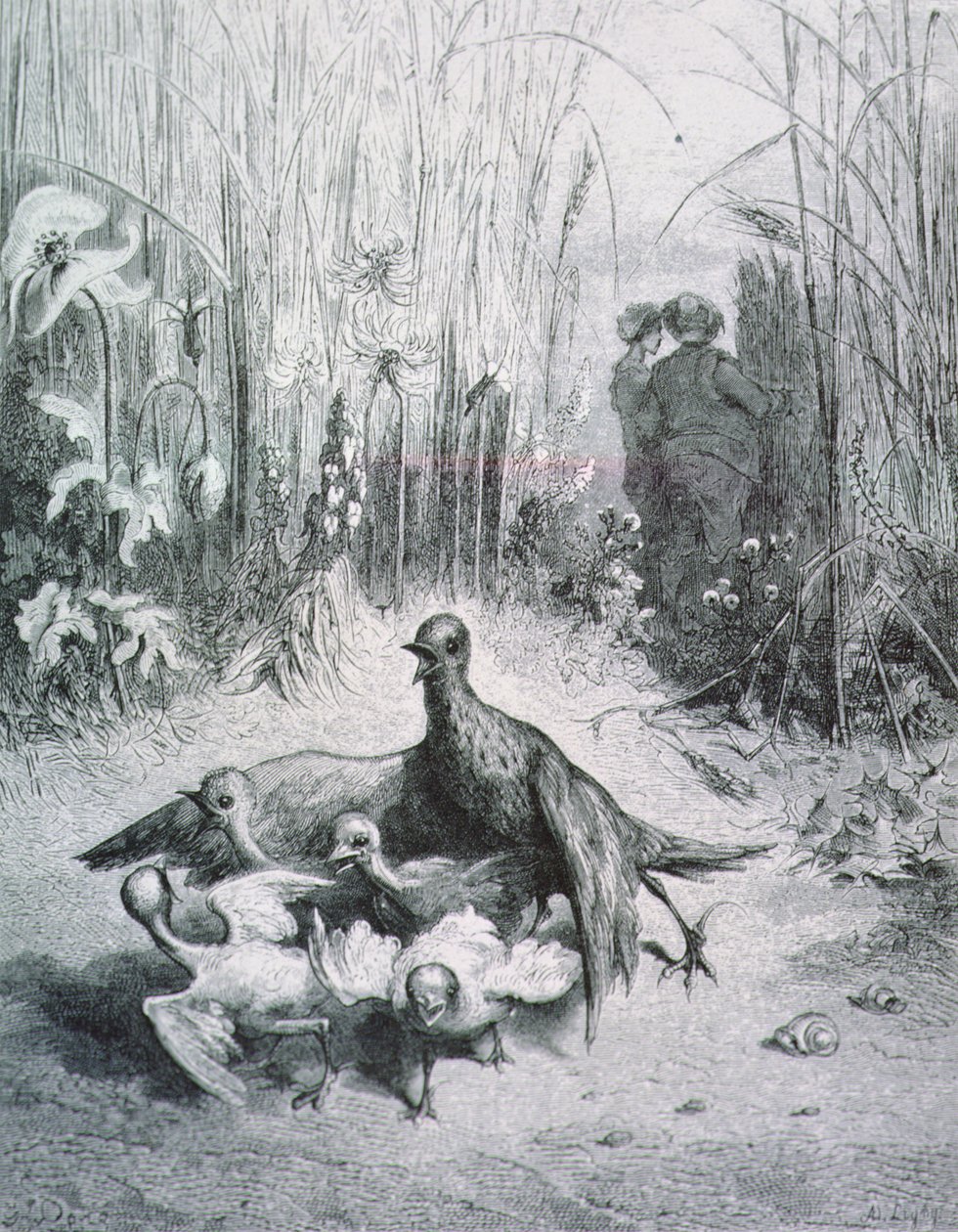 La Fábula de la Alondra, sus crías y el amo del campo, ilustración para las Fábulas de La Fontaine de Gustave Dore