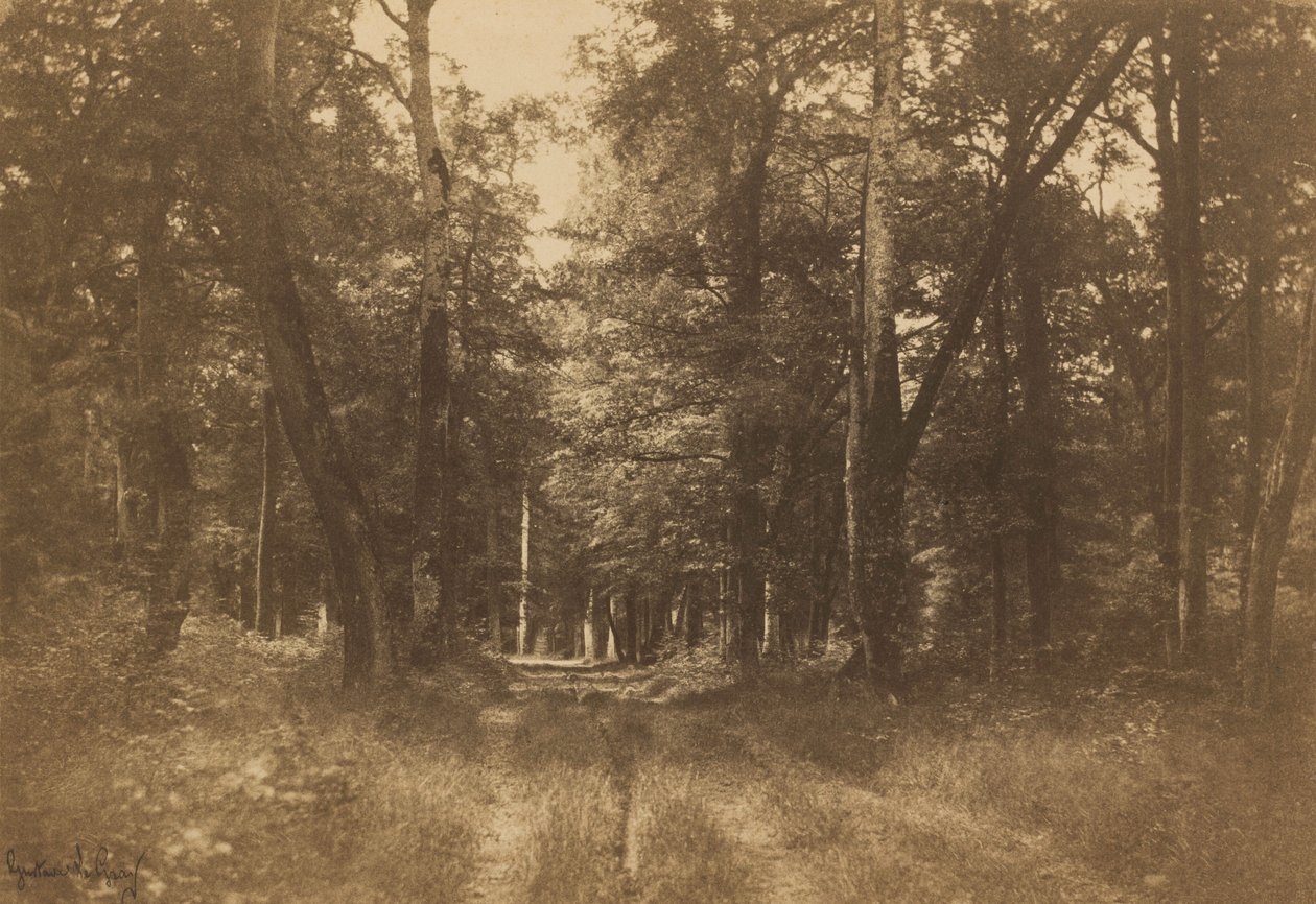 Bas-Bréau, Bosque de Fontainebleau,1849-1852 (foto) de Gustave Le Gray