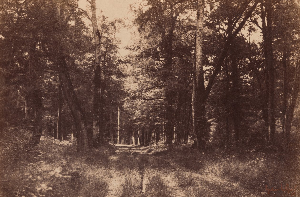 Bas-Breau, Bosque de Fontainebleau,1852 (foto) de Gustave Le Gray