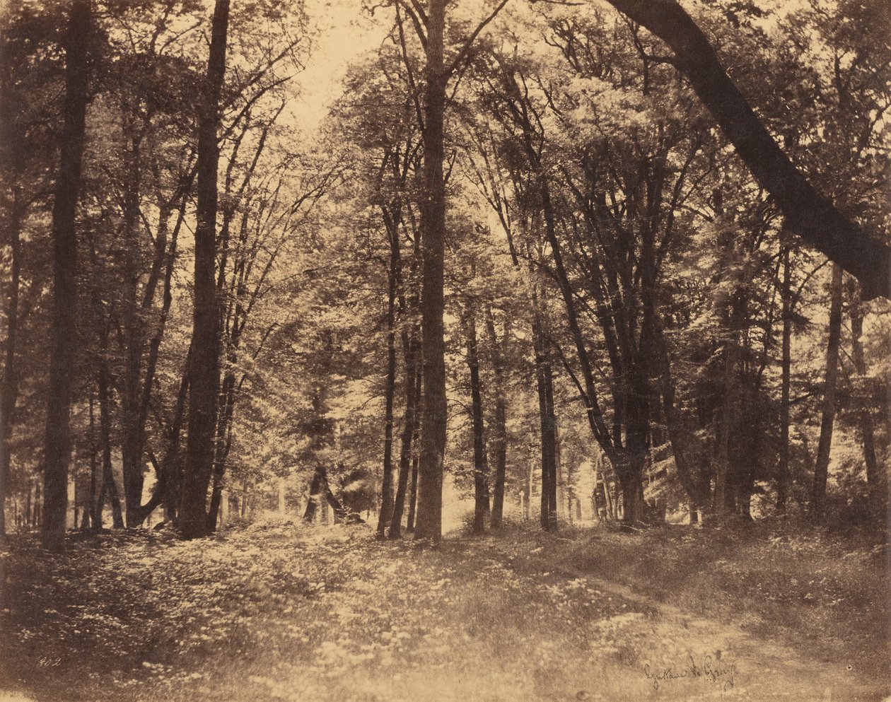 Escena del bosque de Gustave Le Gray