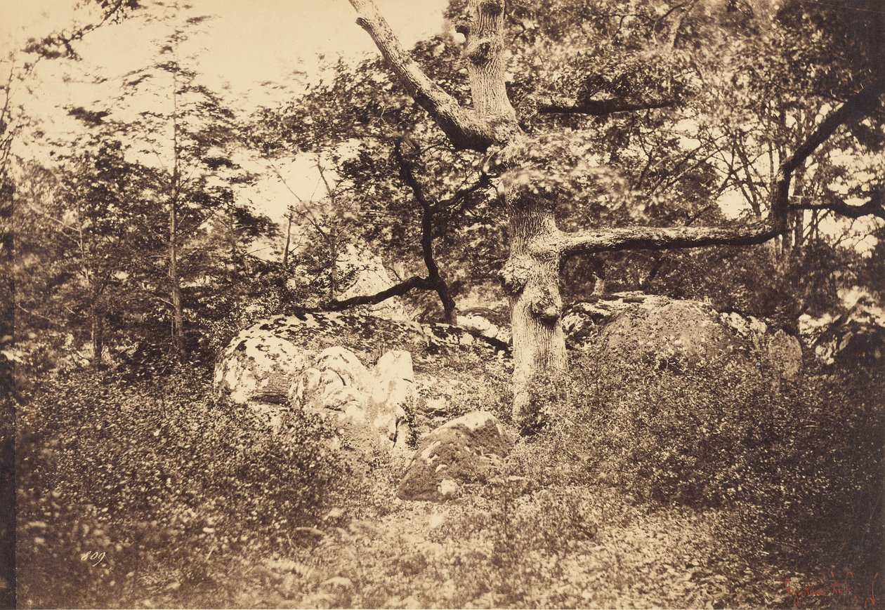 Roble nudoso cerca del cruce de l
