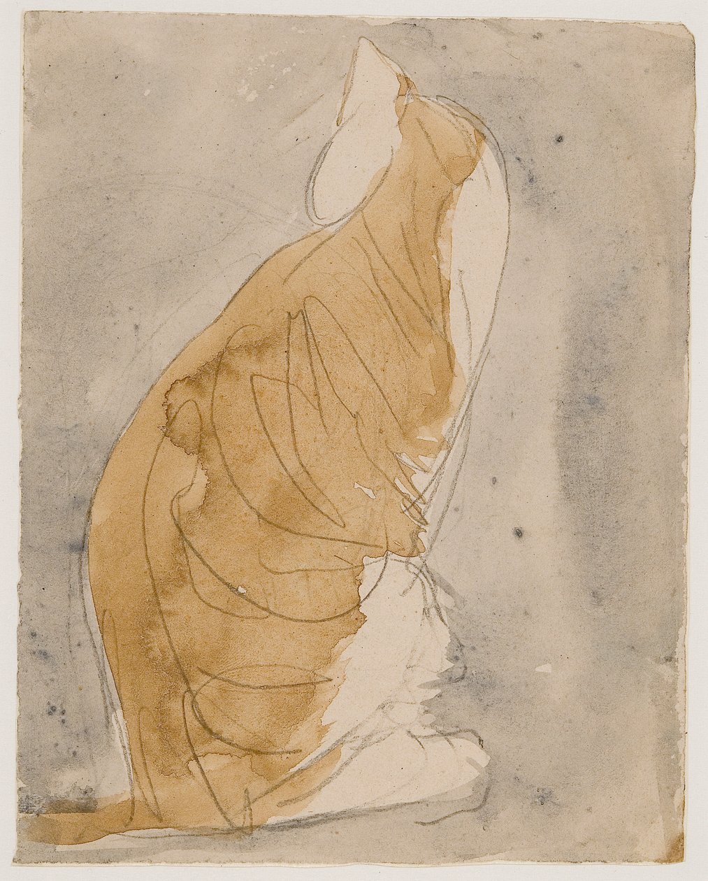 Estudio de un gato (acuarela y lápiz sobre papel) de Gwen John