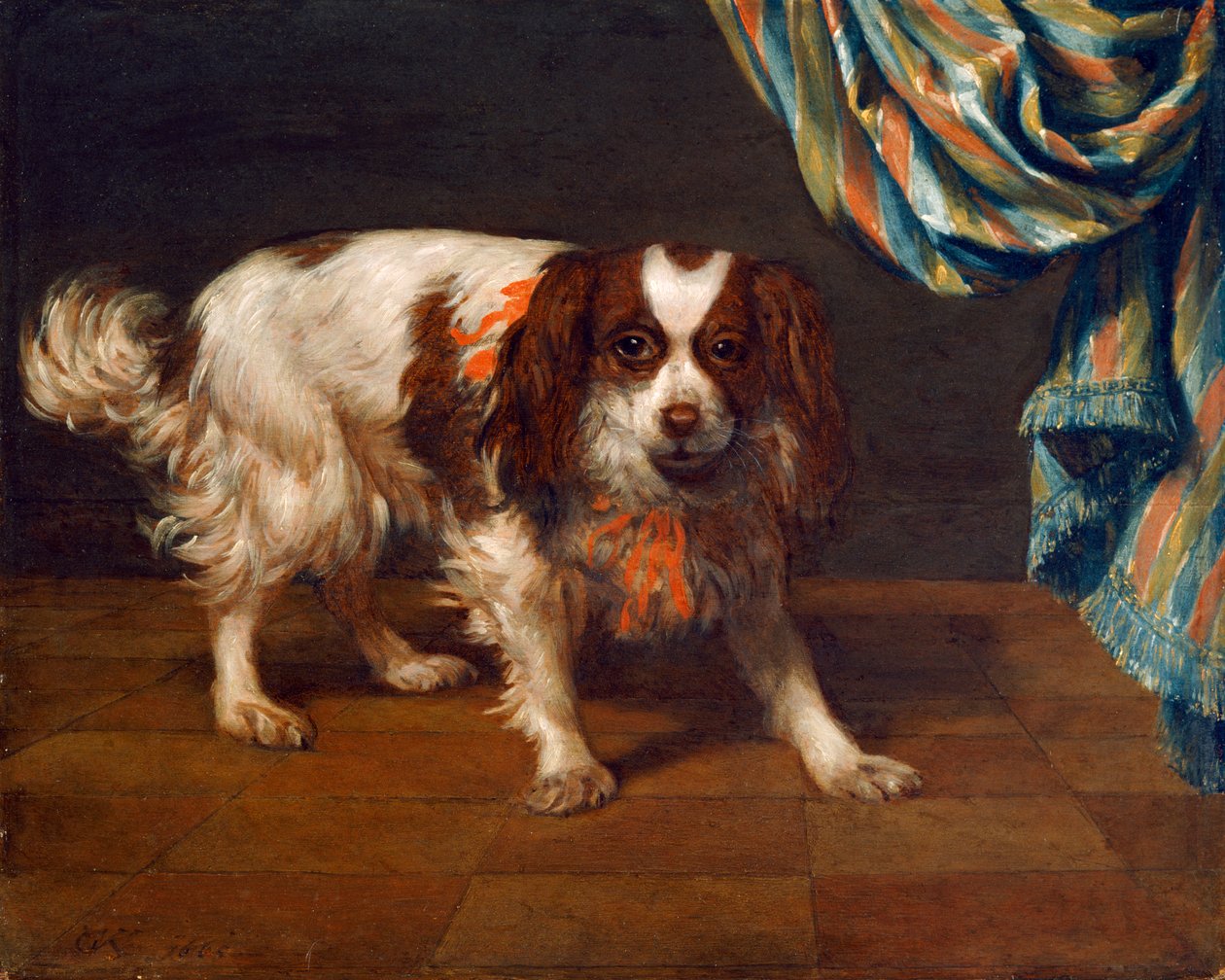 Un King Charles Spaniel (óleo sobre tabla) de Gysbert van de Kuyl