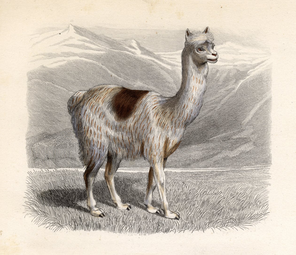 La llama, grabado por E. Ramus de H. Gobin