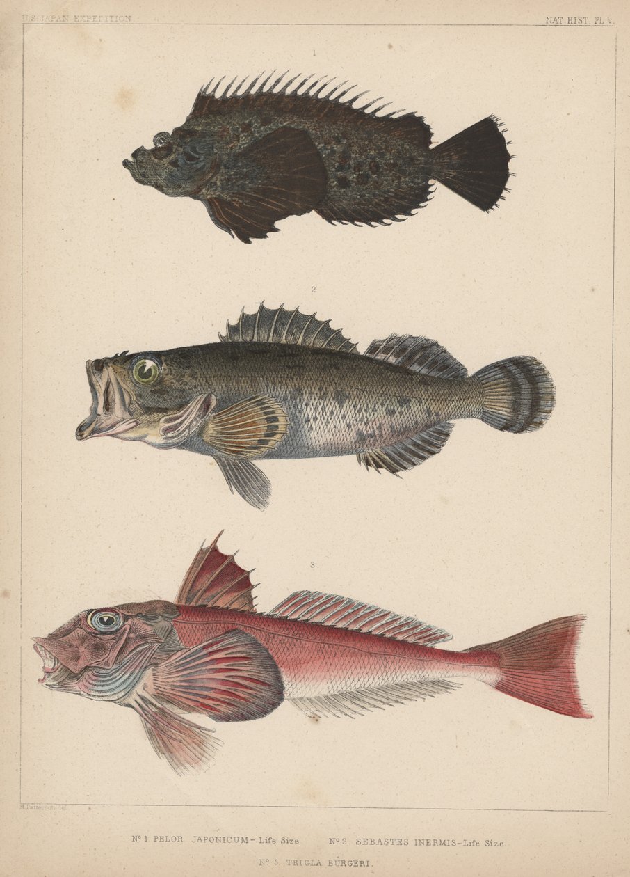1. Pelor Japonicum, 2. Sebastes Inermis y 3. Trigla Burgeri de H. Patterson