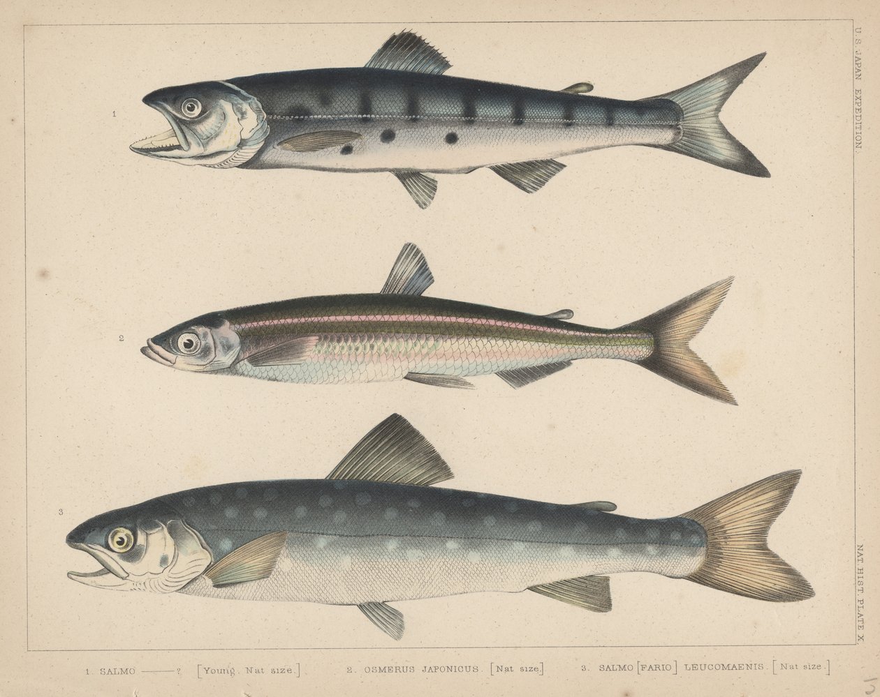 1. Salmón, 2. Osmerus Japonicus, 3. Salmo (Fario) Leucomaenis, 1855 de H. Patterson