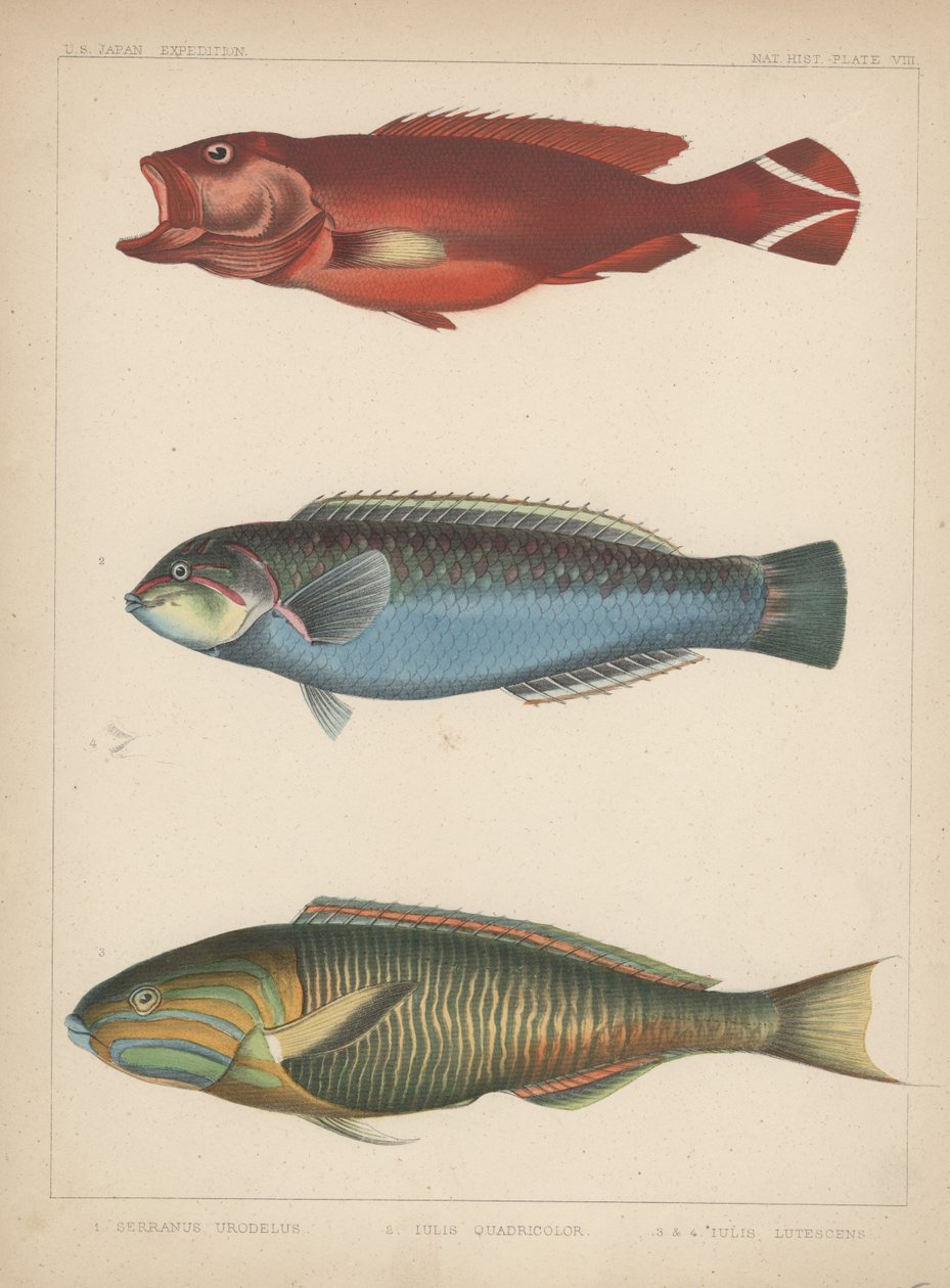 1. Serranus Urodelus, 2. Julis Quadricolor, 3. Julis Lutescens, 1855 de H. Patterson