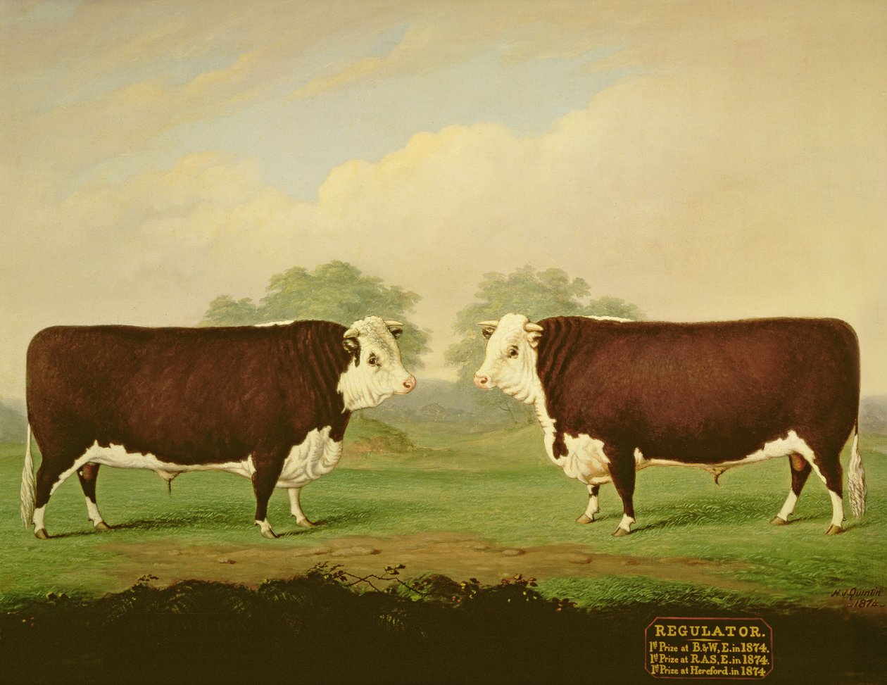 Dos vistas de un toro premiado, llamado Regulator de H.J. Quintin
