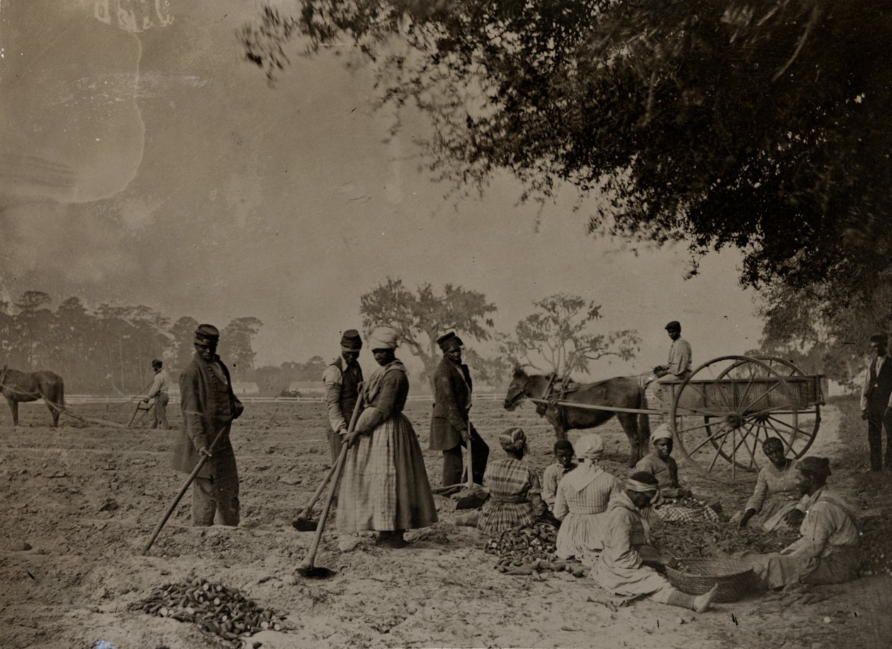 Plantando batatas, Plantación Hopkinsons, Isla Edislo, Carolina del Sur, 1862 de H.P. Moore