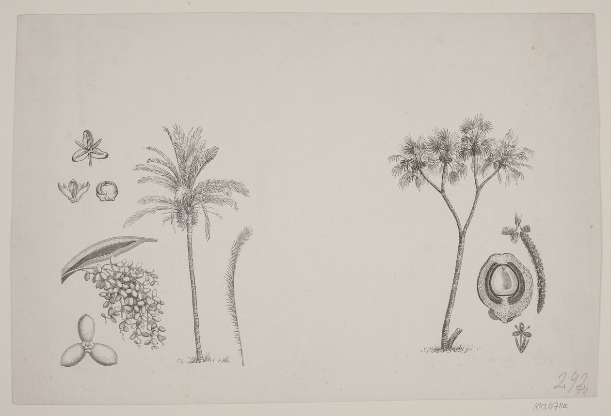 Hoja botánica de los escritos de Schouw de H. C. Henneberg