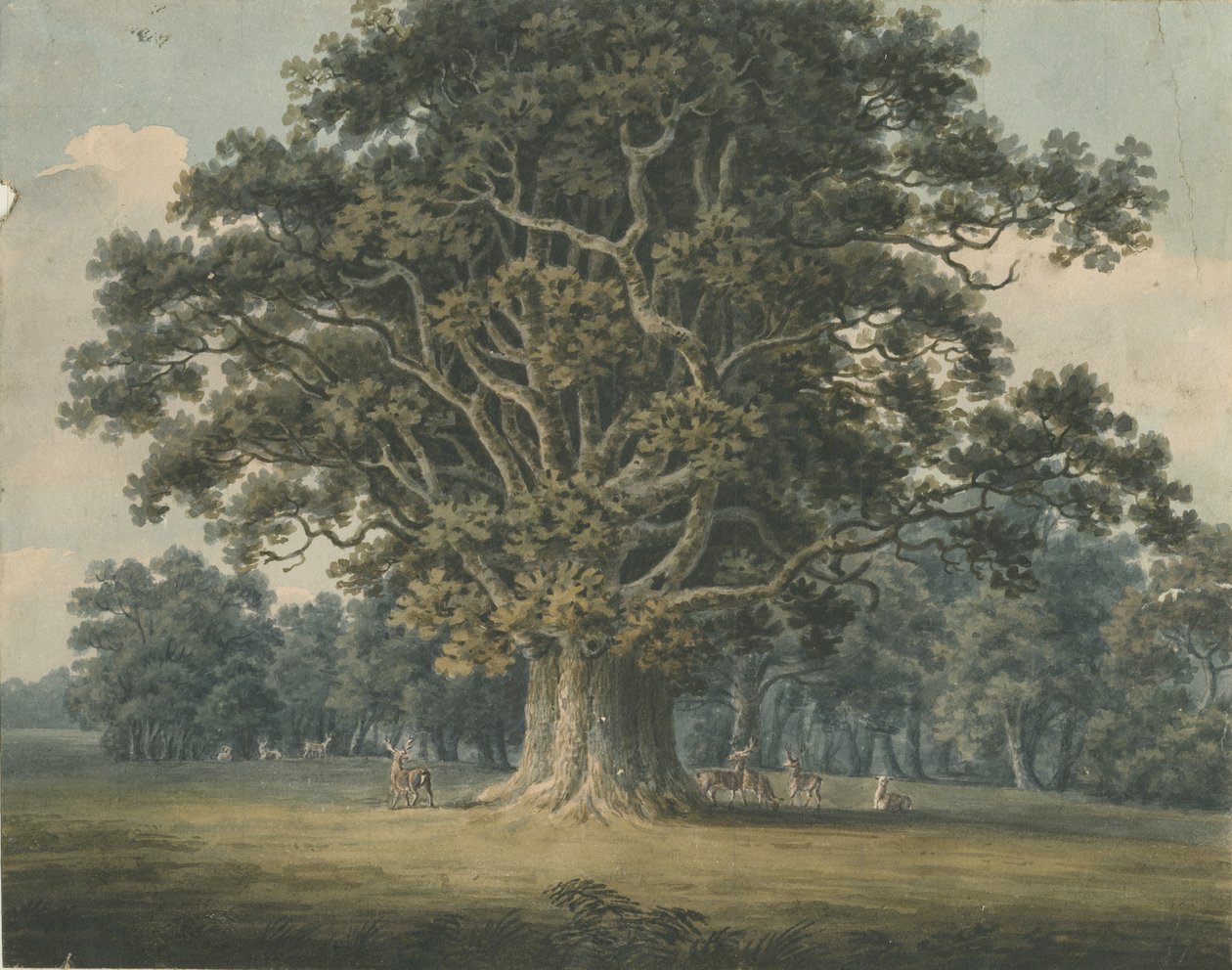 Needwood - Roble Swilcar: pintura en acuarela de H Moore