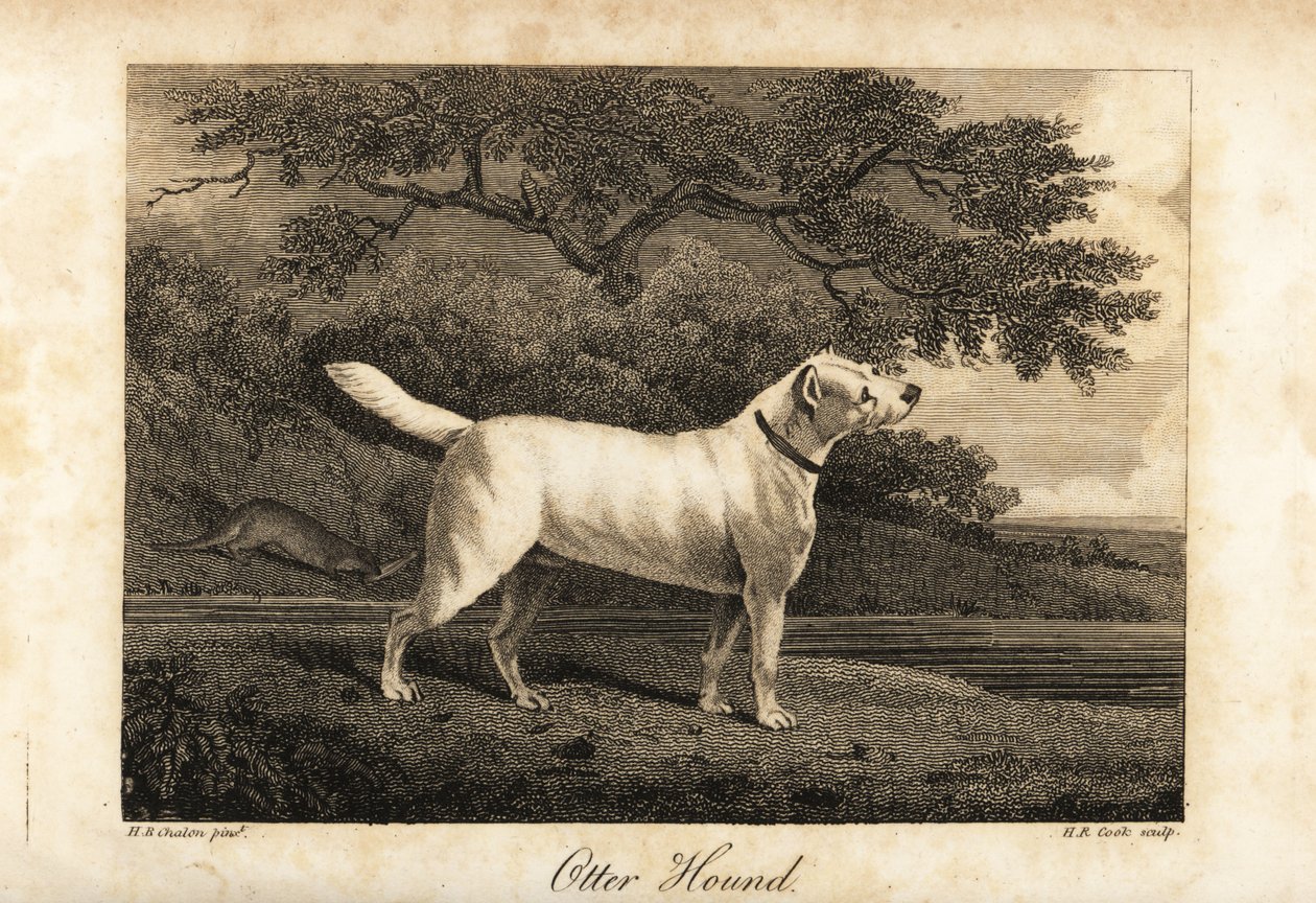 Retrato del último sabueso de nutrias que quedaba en Gran Bretaña en 1812, propiedad del Honorable de H. R. Cook