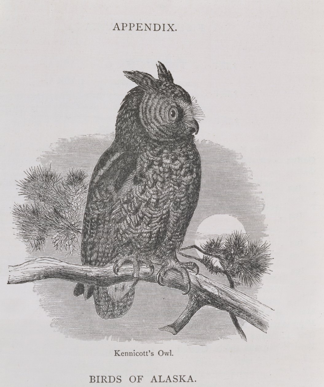 Búho de Kennicott, de Alaska y sus recursos, por William H. Dall, grabado por H. H. Nicholls, pub. 1870 de H. W., Elliot
