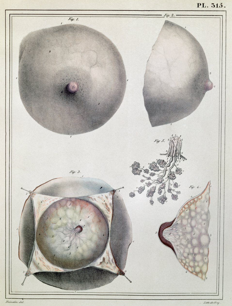 Anatomía del pecho, de 