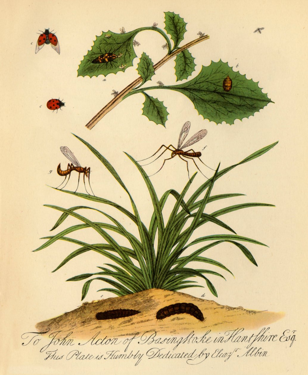 Mariquita y papamoscas: Coccinella y Tipula oleracea, 1720, 1945 de Halett