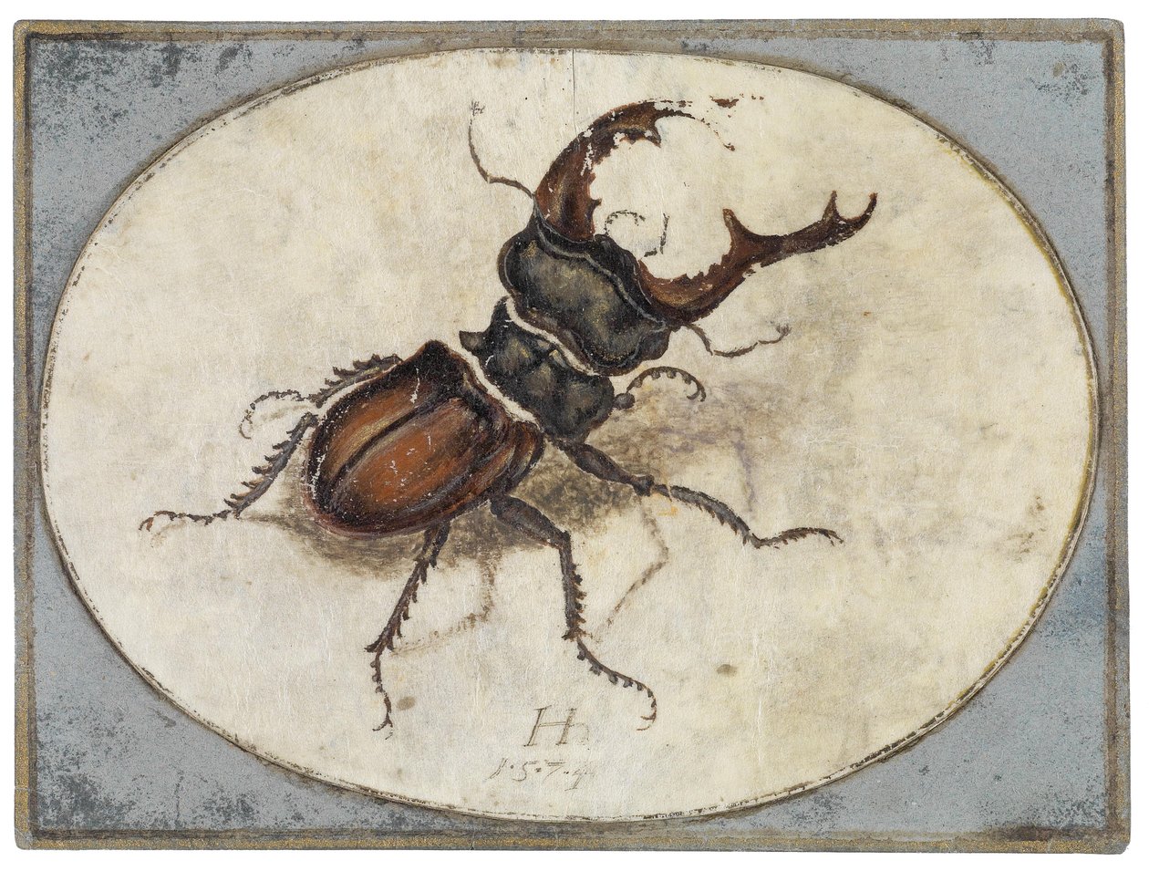 Escarabajo ciervo (según Albrecht Dürer) de Hans Hoffmann