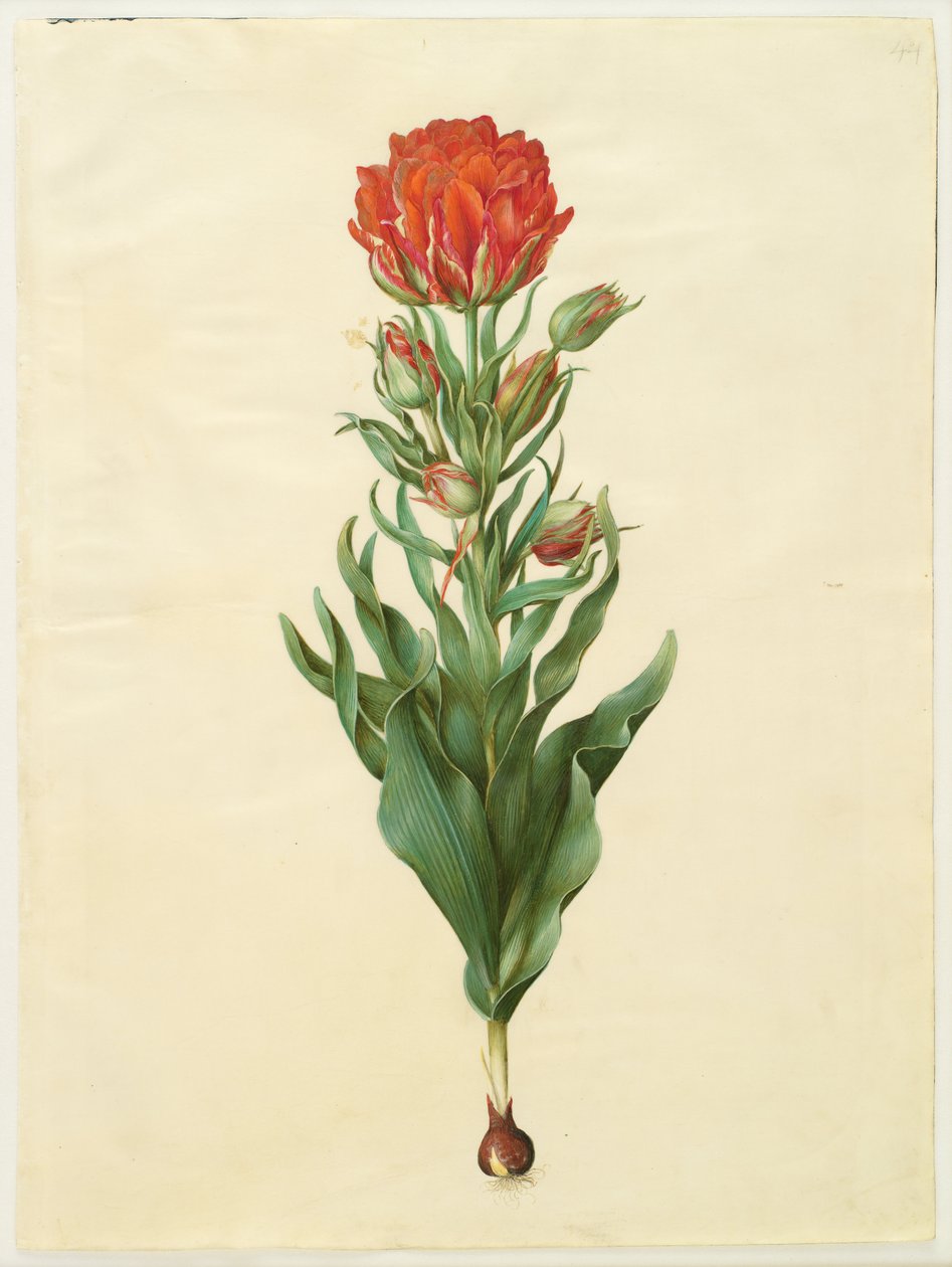 Tulipa gesneriana de Hans Simon Holtzbecker