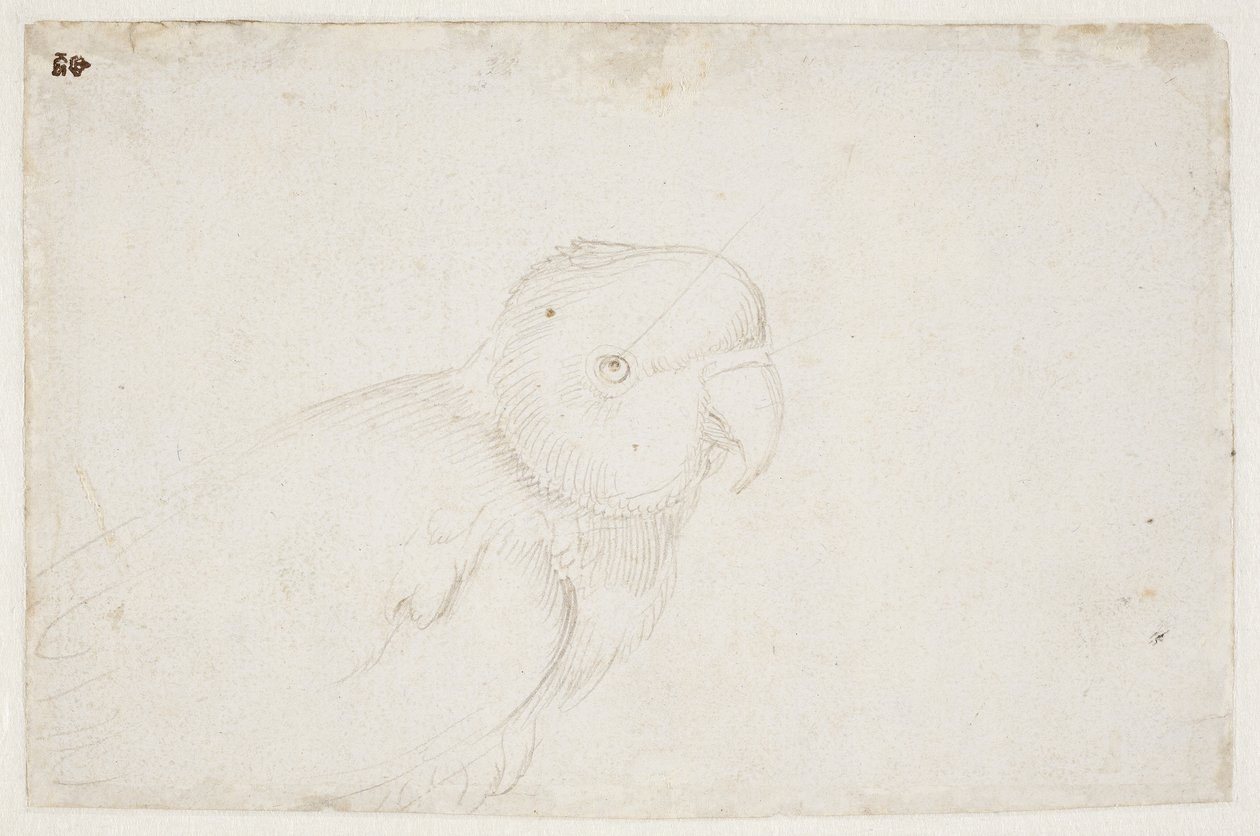 Periquito de Hans Baldung Grien