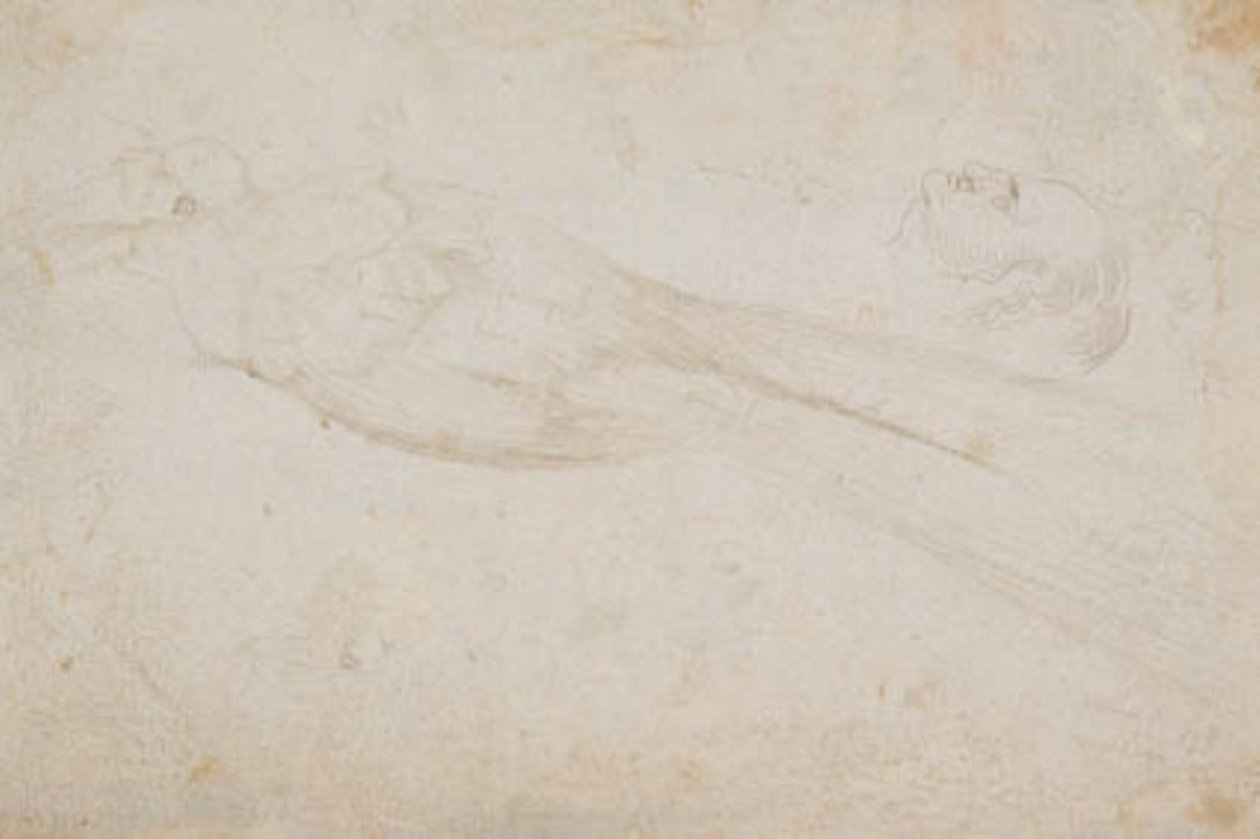 Ave del Paraíso Macho y la Cabeza de un Hombre de Mediana Edad en Perfil hacia la Izquierda; también Detalles de de Hans Baldung Grien