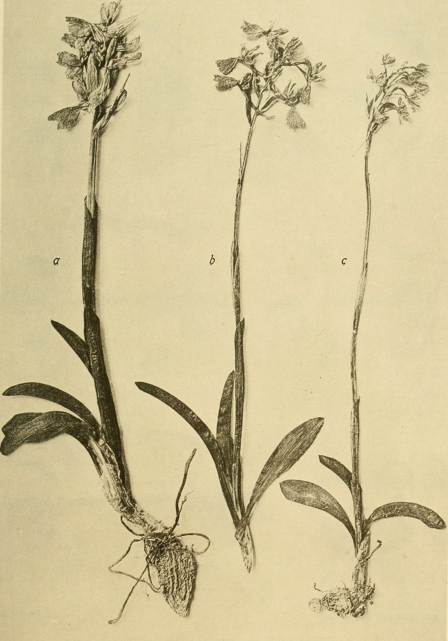 Anales del K.K. Museo del Tribunal de Historia Natural (1914) (18201357971) de Hans Fleischmann