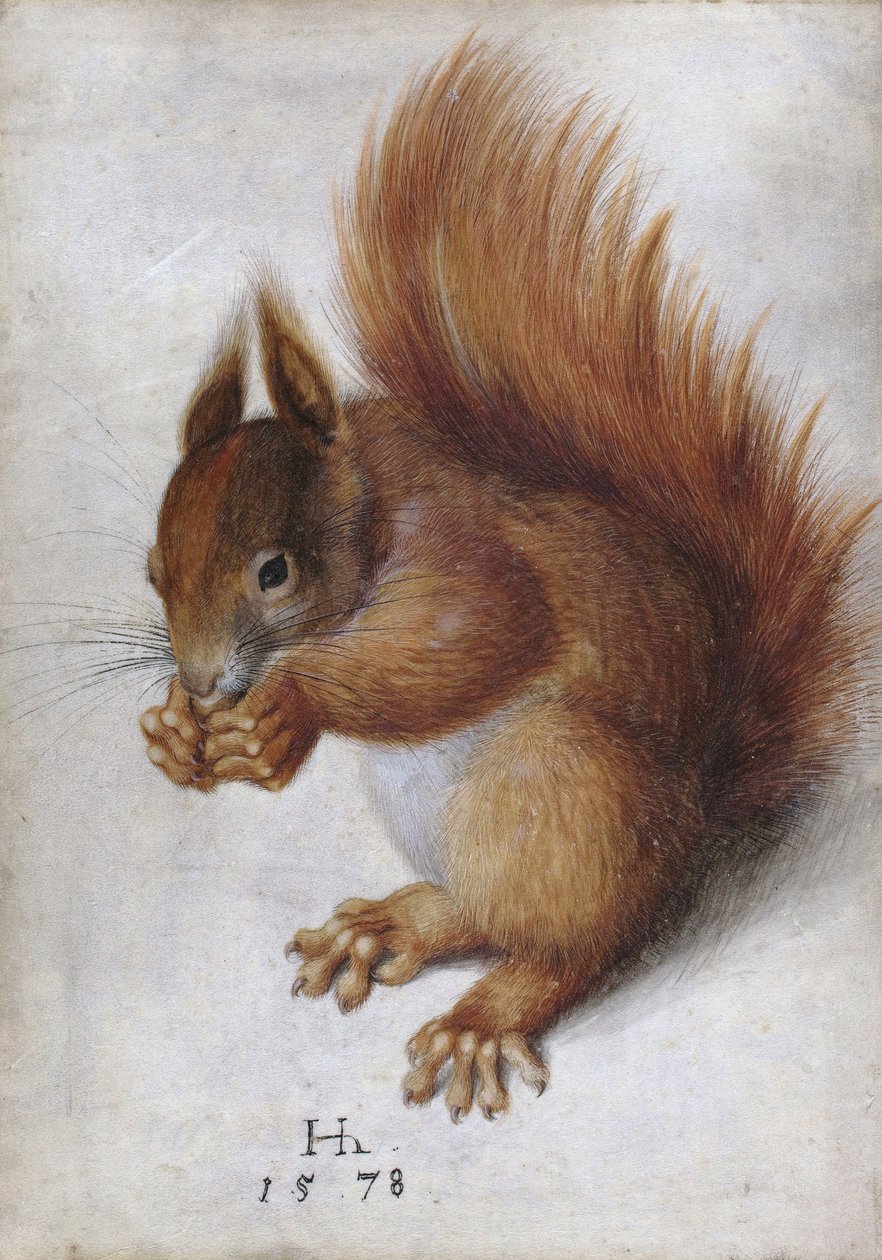 Ardilla roja de Hans Hoffmann