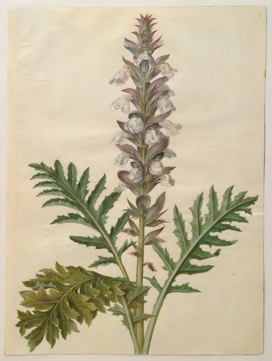 Acanthus mollis del álbum Gottorfer Codex, c.1650 de Hans Simon Holtzbecher