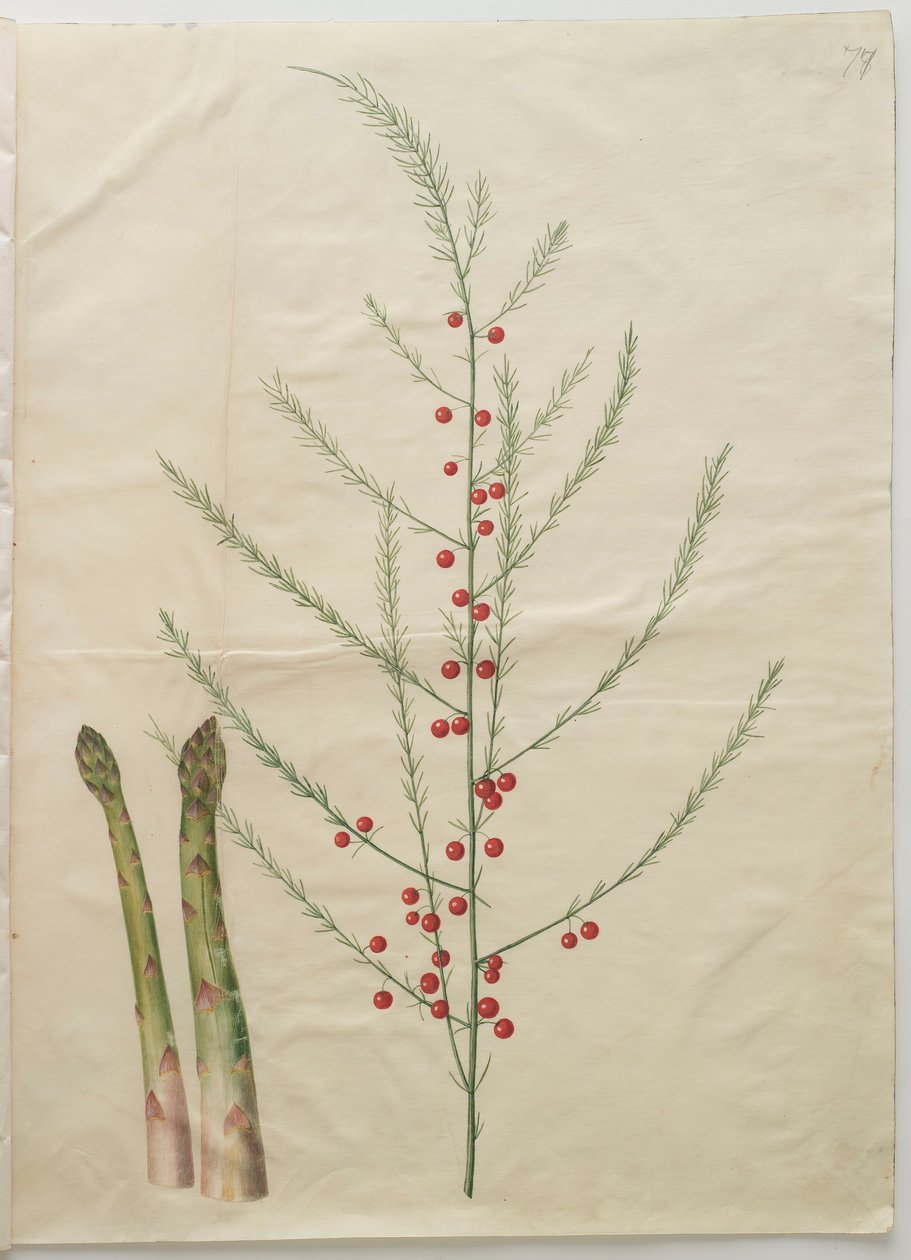 Asparagus officinalis del álbum Gottorfer Codex, c.1650 de Hans Simon Holtzbecher