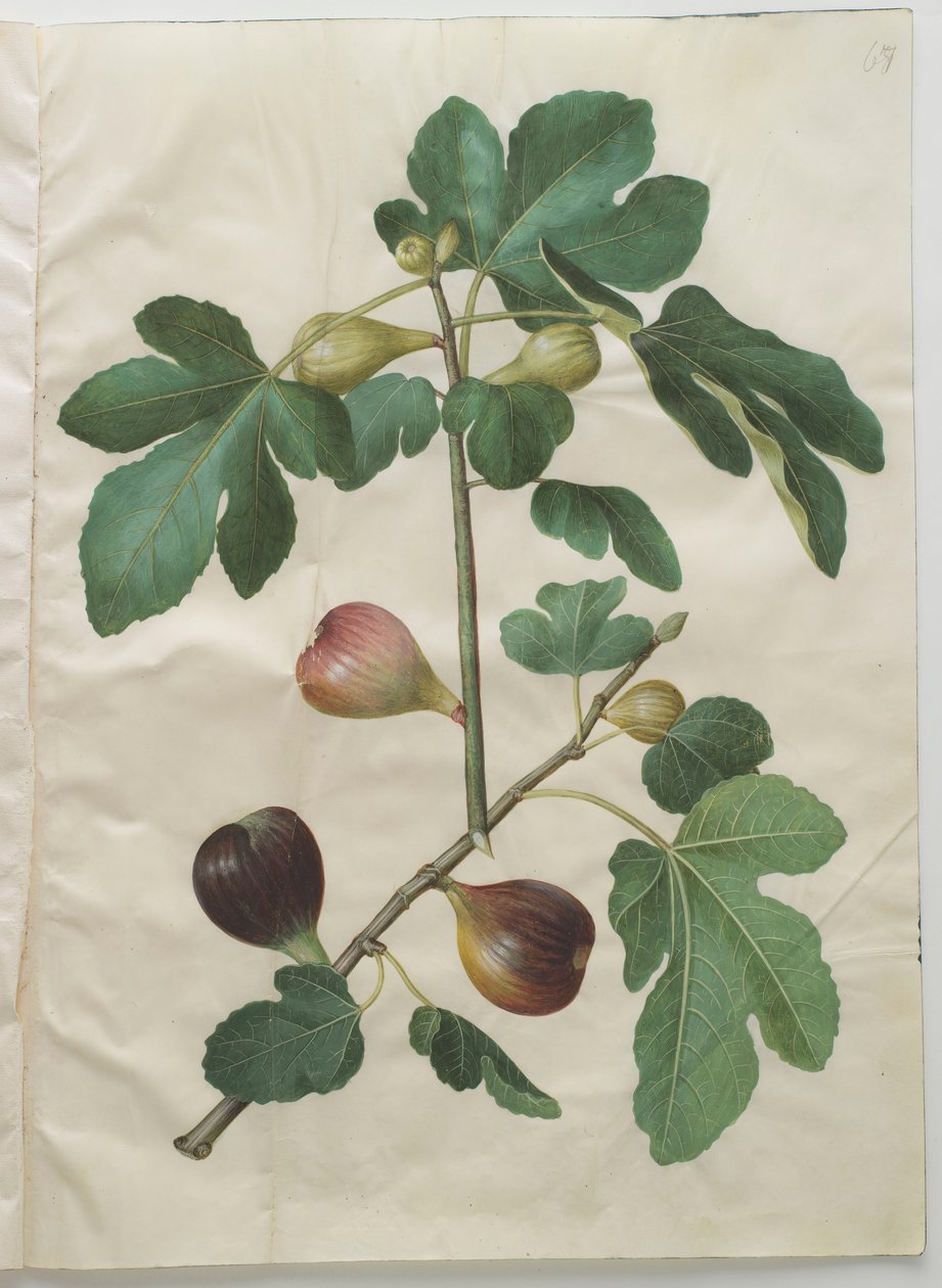 Ficus carica del álbum Gottorfer Codex, c.1650 de Hans Simon Holtzbecher