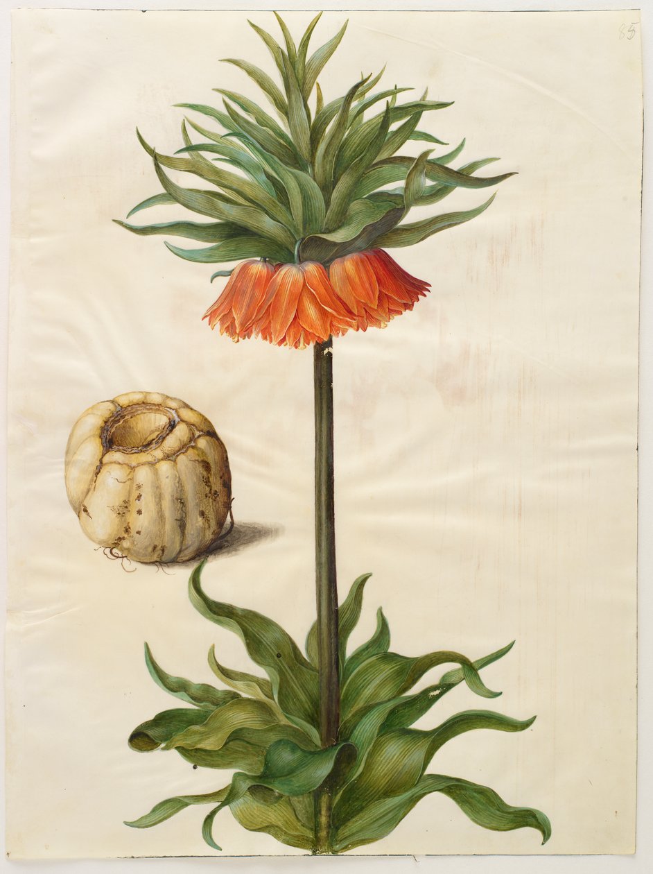 Fritilleria imperialis del álbum Gottorfer Codex, c.1650 de Hans Simon Holtzbecher