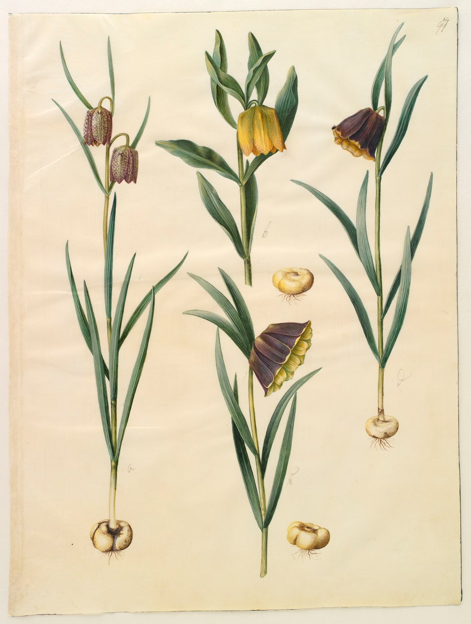 Fritilleria meleagris del álbum Gottorfer Codex, c.1650 de Hans Simon Holtzbecher