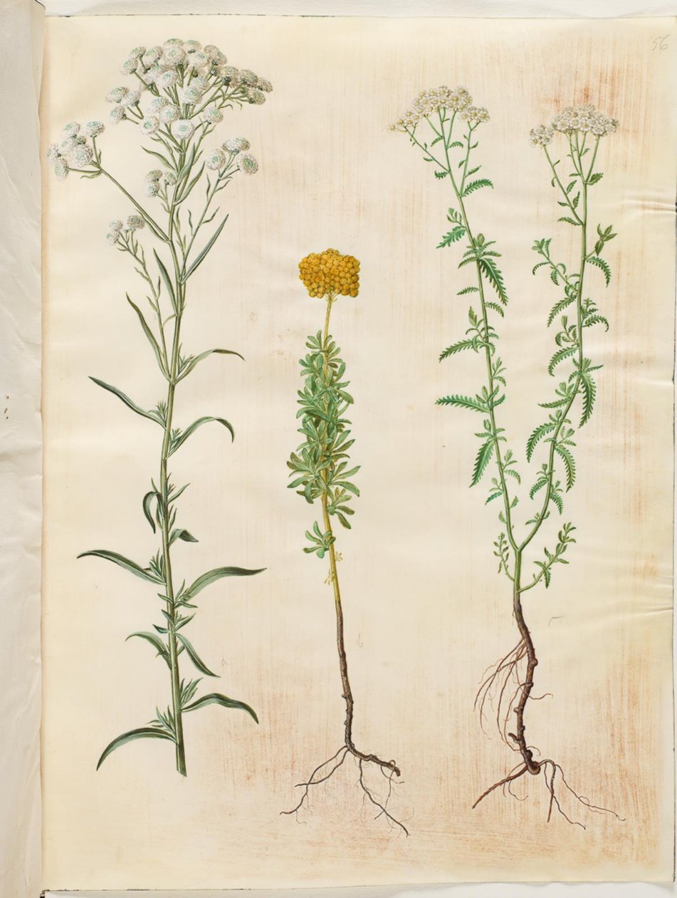 Achillea ptarmica (milenrama plateada); Achillea ageratum (milenrama balsámica); Achillea millefolium (milenrama común) de Hans Simon Holtzbecker