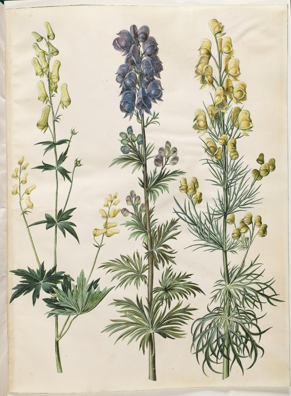 Aconitum lycoctonum (acónito nórdico); Aconitum napellus (acónito común); Aconitum anthora (acónito de hojas finas) de Hans Simon Holtzbecker