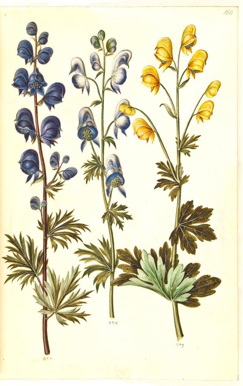 Aconitum napellus (?) (acónito común); Aconitum variegatum, posiblemente Aconitum ×cammarum (?) (acónito variado, posiblemente acónito de jardín); Aconitum anthora (acónito de hojas finas) de Hans Simon Holtzbecker