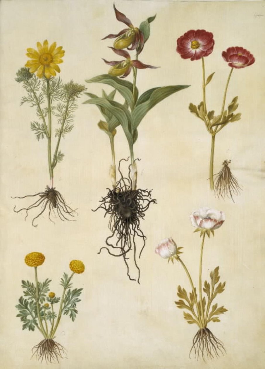Adonis vernalis; Cypripedium calceolus; Ranunculus asiaticus; Ranunculus de Hans Simon Holtzbecker