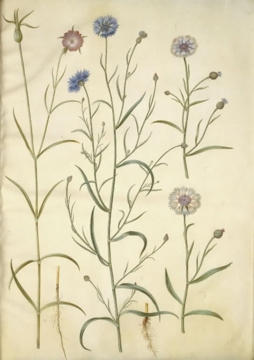 Agrostemma githago (clavelina común); Centaurea cyanus (aciano) de Hans Simon Holtzbecker