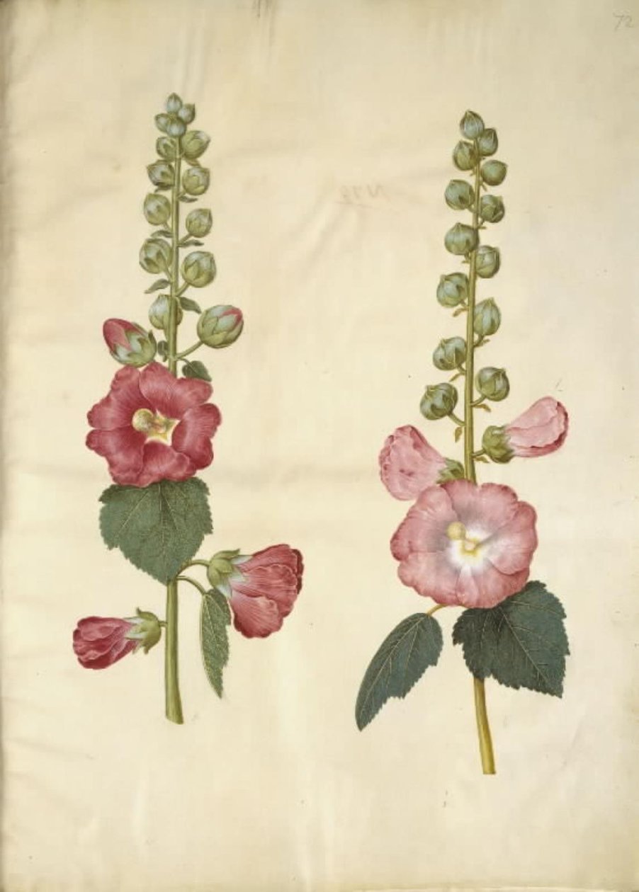 Alcea rosea (malvarrosa) de Hans Simon Holtzbecker