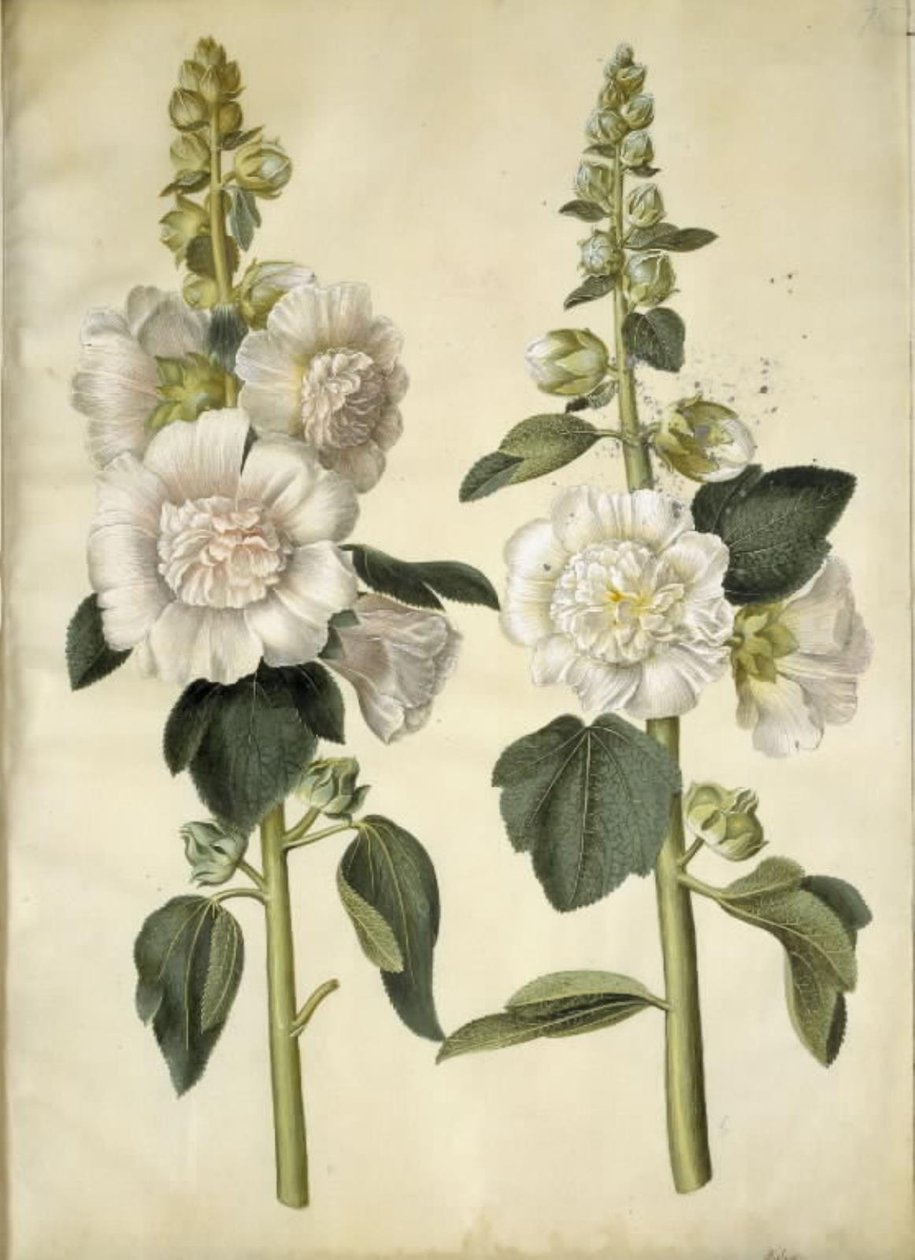 Alcea rosea (malvarrosa de jardín) de Hans Simon Holtzbecker