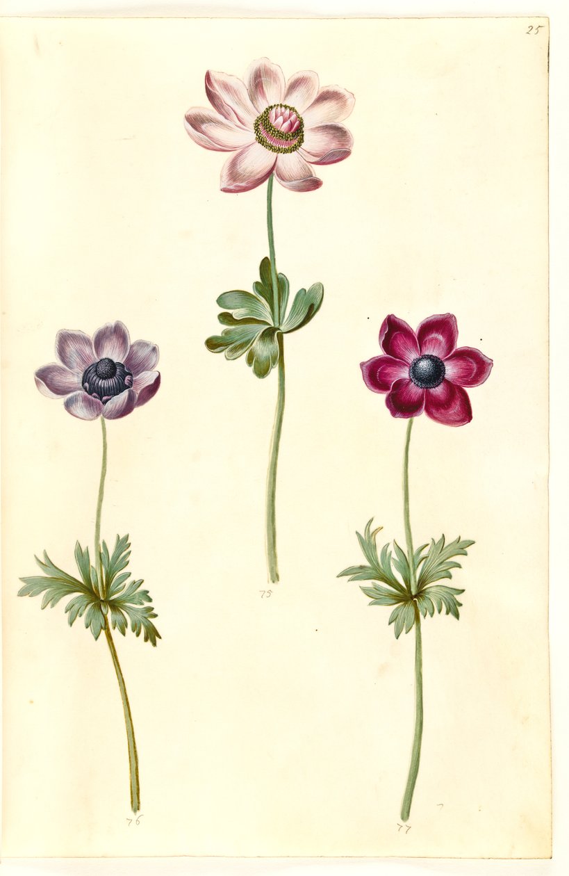 Anémona coronaria (anémona francesa) de Hans Simon Holtzbecker