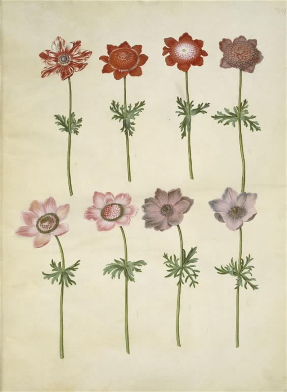 Anémona coronaria (anémona francesa) de Hans Simon Holtzbecker