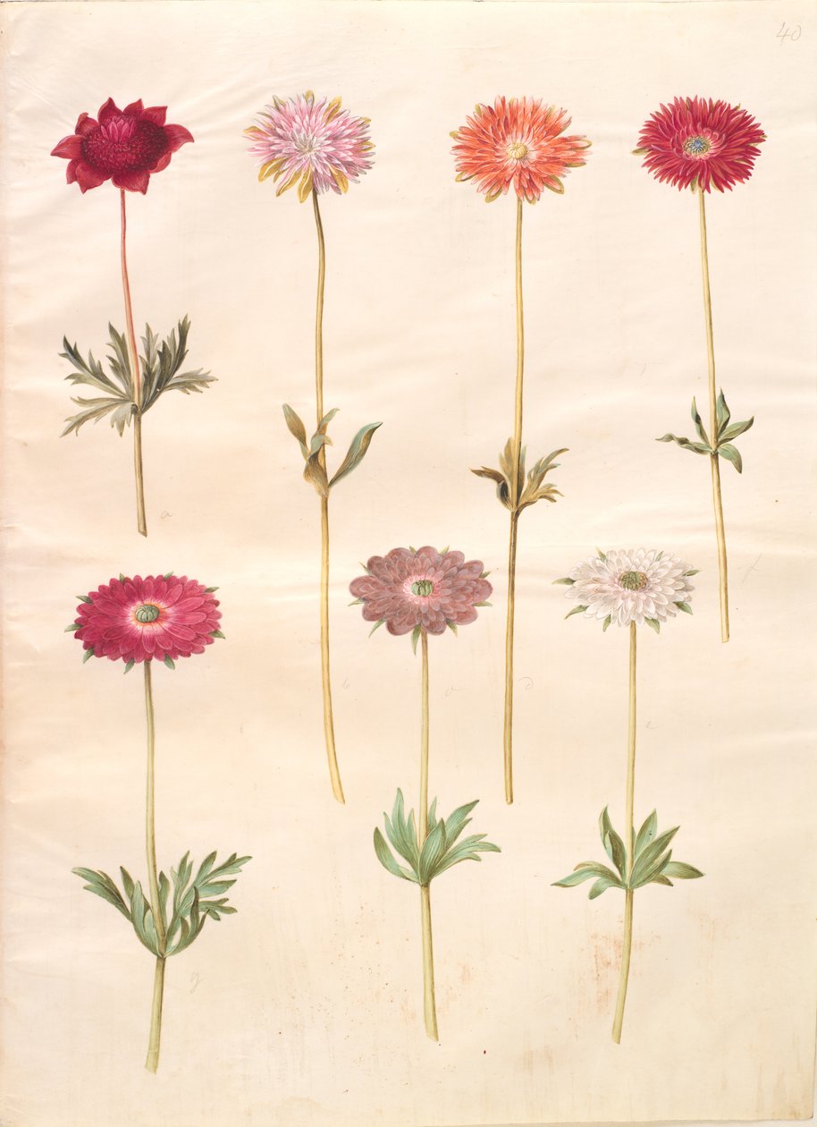 Anemone coronaria (anémona francesa); Anemone ×fulgens (anémona brillante) de Hans Simon Holtzbecker