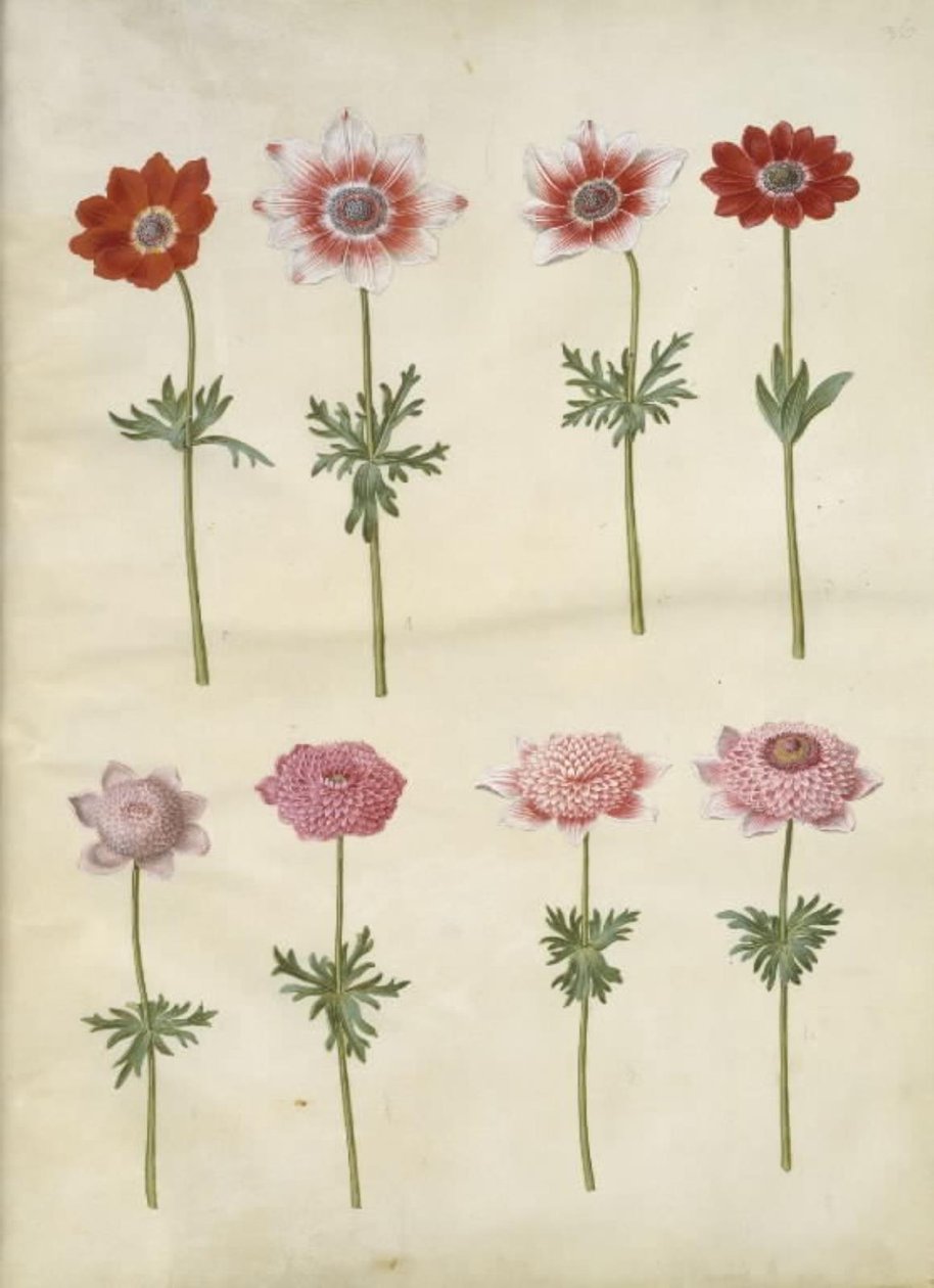 Anemone coronaria L. (anémona francesa); Anemone pavonina (anémona de pavo real) de Hans Simon Holtzbecker